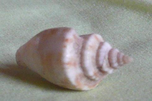 Ligia beach, mer �g�e.